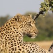 African_Leopard_3