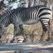 1024px-Hartmanns_Mountain_Zebra_by_Trisha